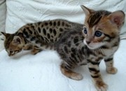 savannah , ocelot kitten,  serval kitten and margay kittens for sale.